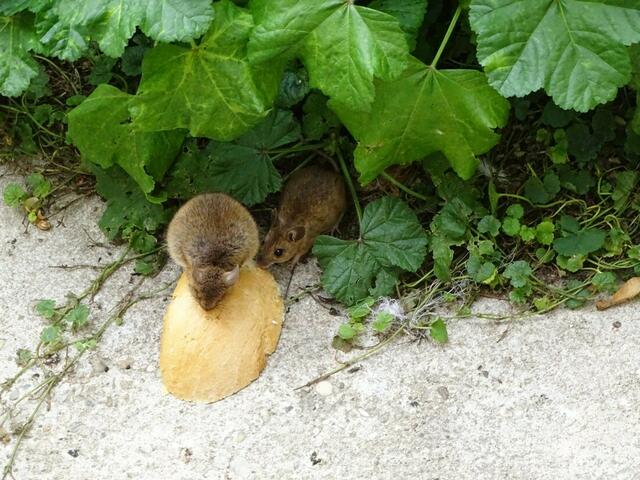 "Sag' ich doch, Mama!"