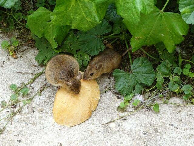 "Speedy, nimm auch von der leckeren Kruste!"
