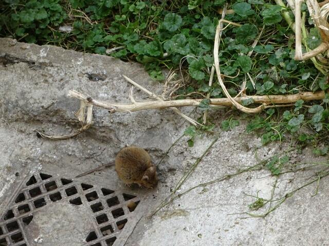 Mutter ist schon da! Ich habe ihr gleich getwittert: "Hier gibt's was Gutes!"