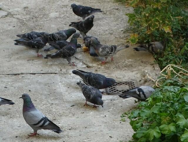 AUS  der   SCHMAUS!!
Schmeckt Anderen auch!
:-)))