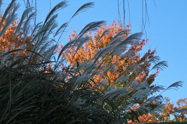 Gräser