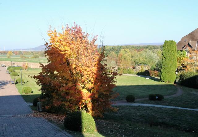 leuchtendes Laub