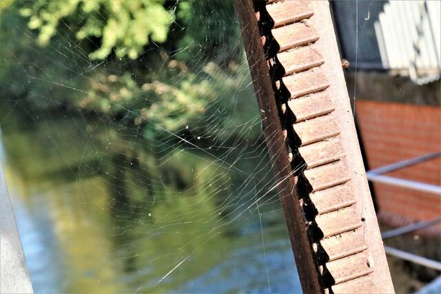 Spinnennetz in der Sonne