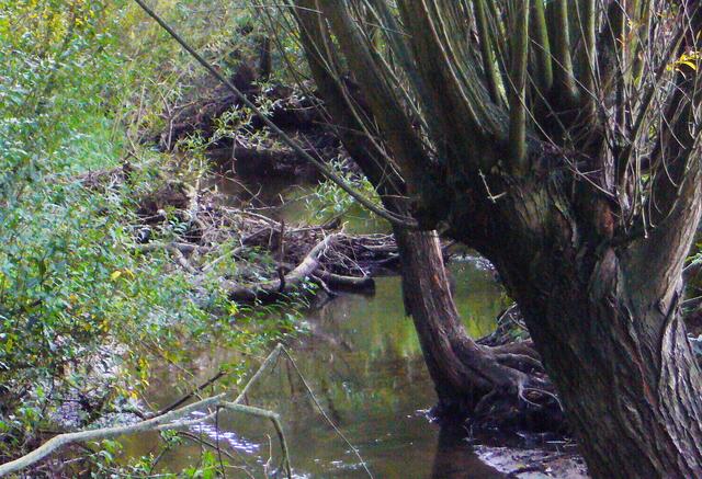 Auch der Biber hat sich - wie an Leine und anderen Bächen - inzwischen ein Revier anglegt. An manchen Stellen staut er das Gewässer auf, benötigt er doch eine Mindestwassertiefe.