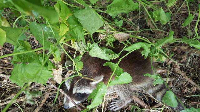 Stammgast hier der Waschbär