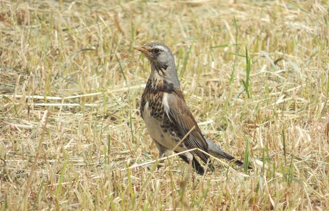 Die Drossel passt auch auf
