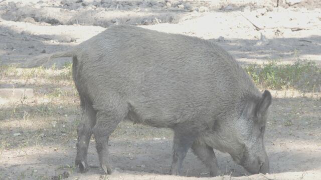 Das Schwarzwild pflügt die Uferzonen um