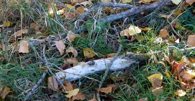 Der wird noch zum Bauen gebraucht