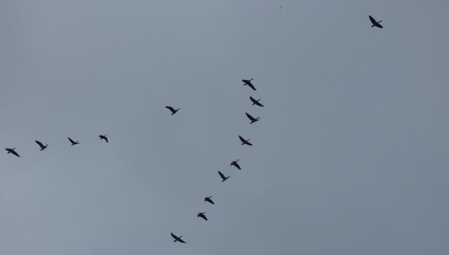 Gänseflug