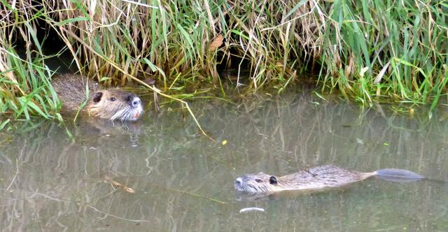 Nutria Junior macht Übungsrunden