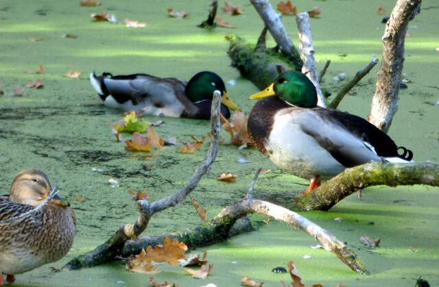 Enten auf Stöcken heißen Stockenten