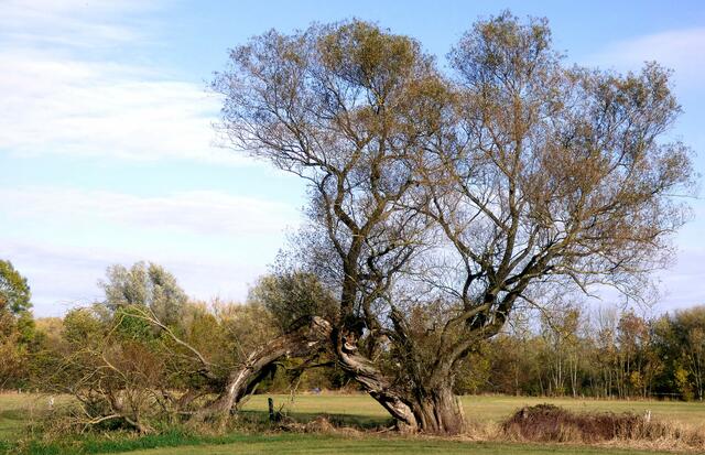 Im Hintergrund die Bank vom offiziellen Weg.