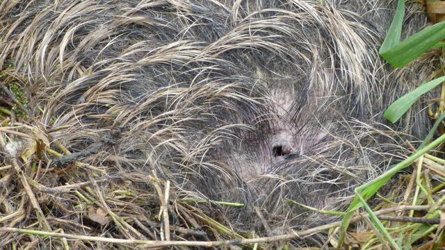 Der Jagdbezirksbesitzer wurde informiert. 
