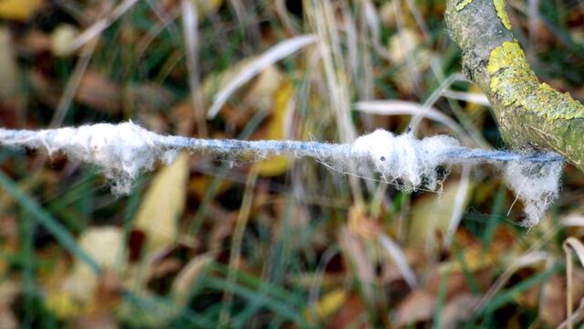 Hier waren die Schafe