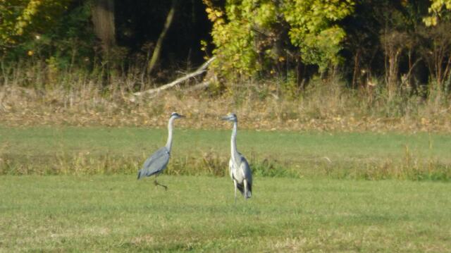 Für Graureiher interessant