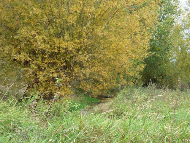Der Mühlbach (früher Alte Leine) hat sehr wenig Gefälle. Bei Starkregen im Pattenser Neubaugebiet fließt er rückwärts.