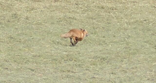 Dann läuft der Fuchs