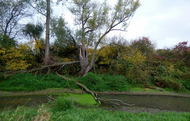 Kleiner Stau auf der Alten Leine