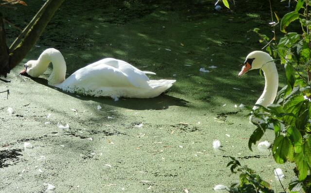 Entenschnott auch für Höckerschwäne