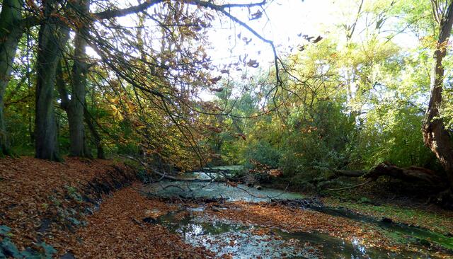 Der Damm am Wiesendachhaus
