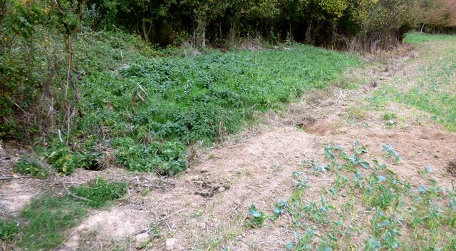 Fuchsbau oder Dachsbau