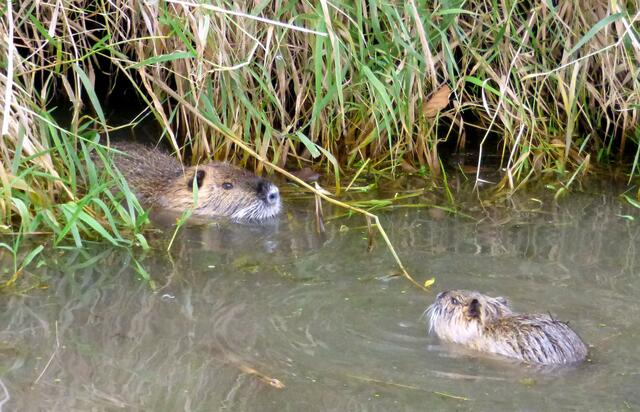 Darf ich reinkommen?