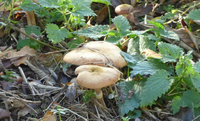 Knollenblätterpilz?