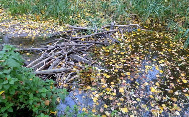 Auf der anderen Seite ist der Biberdamm, der für unseren Wasserpegel verantwortlich ist.