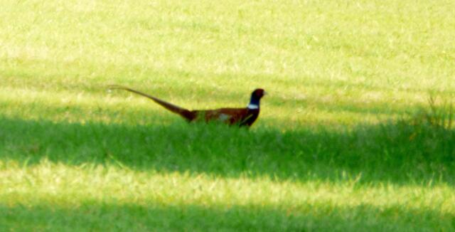 Fasan läuft über die Wiese