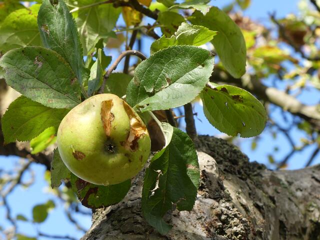Der letzte Apfel
