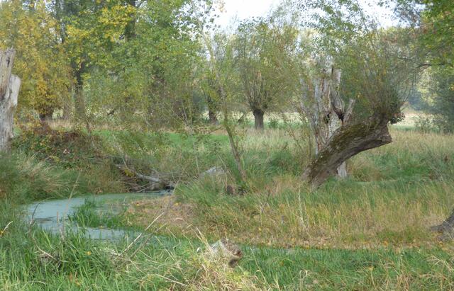 Ungewöhnlich, das bei dieser Trockenheit hier das Wasser steht.