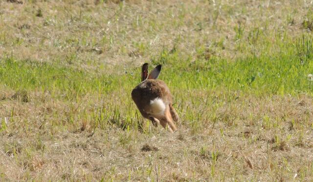 und der Feldhase
