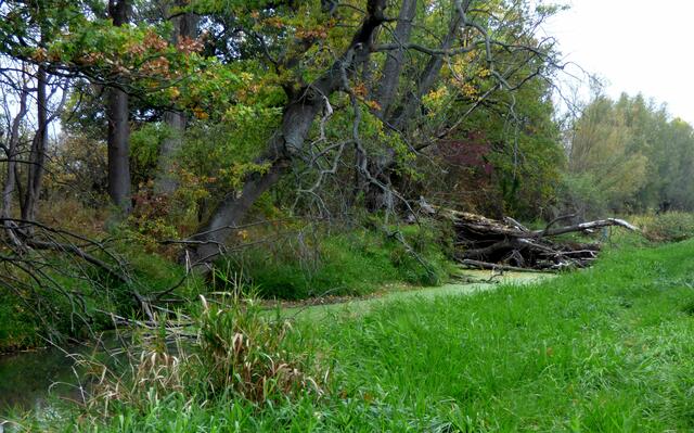 Der große Biberdamm