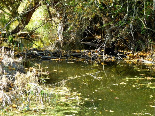 Die Arnumer Landwehr kommt dazu.