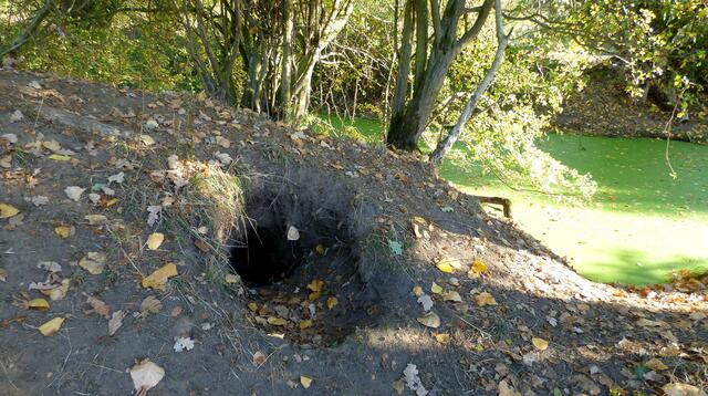 Ein großer Fuchs- oder Dachsbau