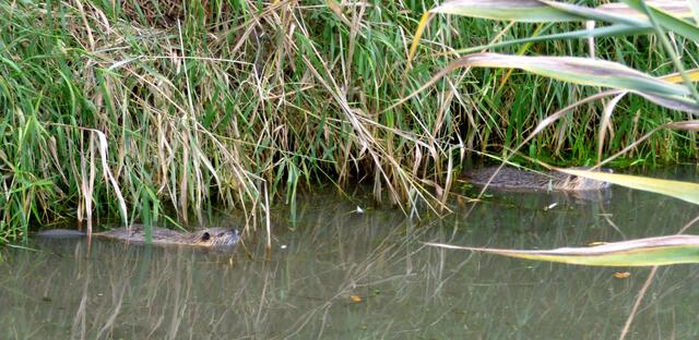 Wir sind jetzt die Wachposten