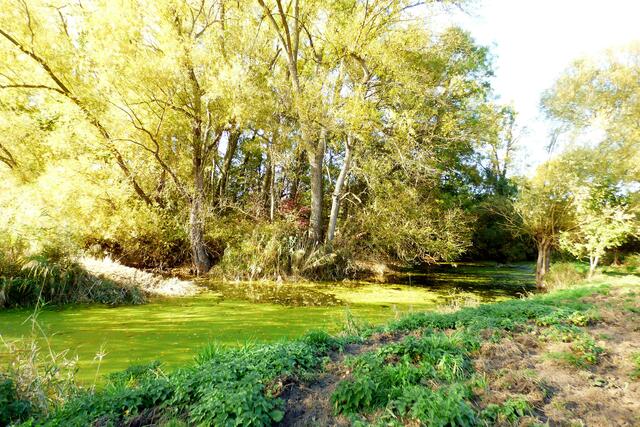 Hier war das Schwarzwild auch aktiv.