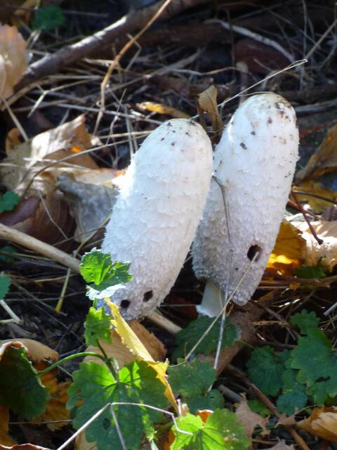 Die Schopftintlinge sind schon Sonderlinge