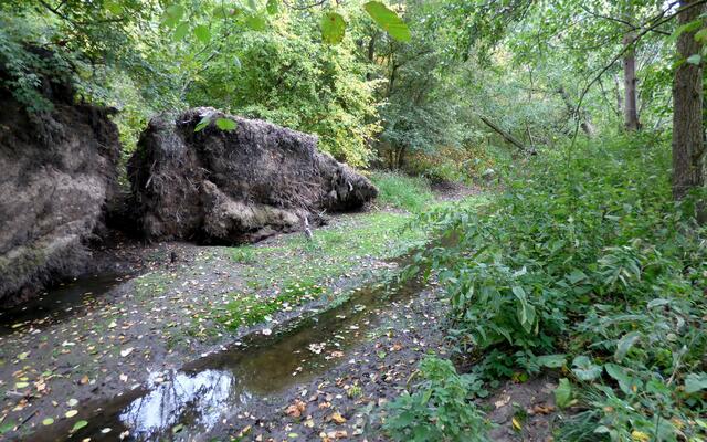 Hinter dem Biberdamm