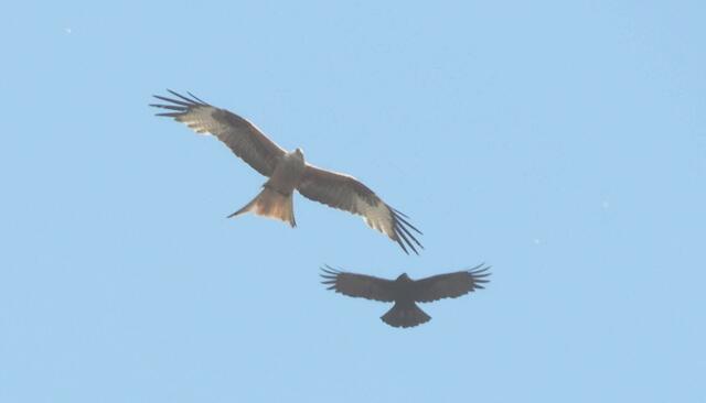 Mäusebussard wird von Krähe verfolgt