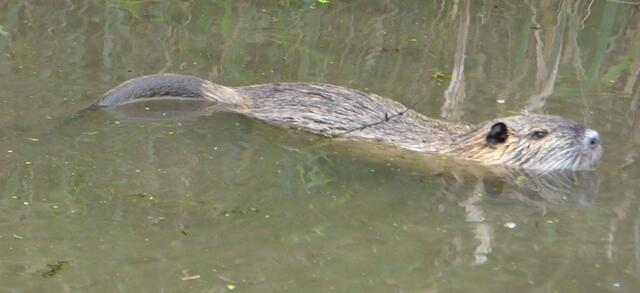 Am Schwanz zu erkennen