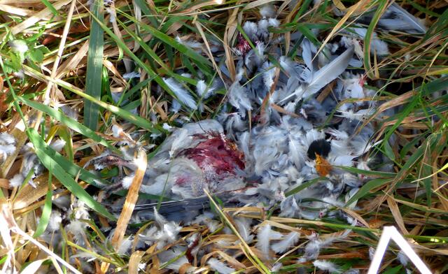 War das  der Seeadler oder der Fuchs?