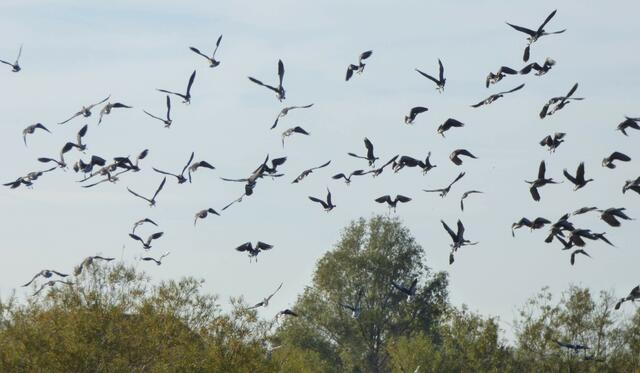 Wehe wenn sie losgelassen