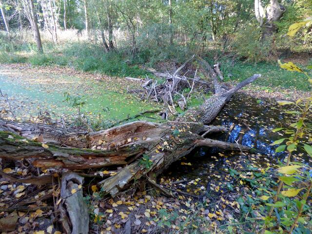 Das letzte Stauwehr vor der Leine