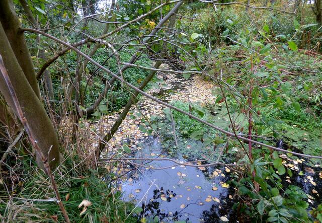 Ab hier, wo sich Fuchsbach und Mühlbach treffen, wird der Bördebach jetzt offiziell Alte Leine genannt.