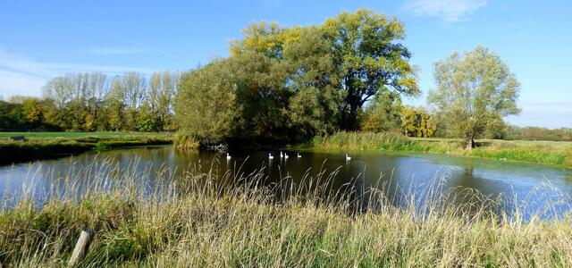 Die Alte Leine bildet hier einen kleinen See