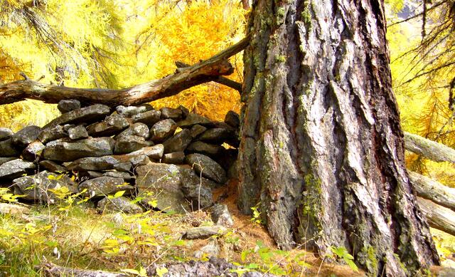 Der Lärchenwald zeigt sich im Oktober in goldenen Farbtönen. Das beeindruckt.