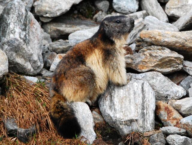 Murmeltierfleisch stand zu allen Zeiten auf dem Speiseplan, auch für den Ötzi. Gut zubereitet, soll es eine Delikatesse sein. Das Fett galt als Volksmedizin gegen alle möglichen Leiden. Das Fell wurde verarbeitet. (Foto von anderer Tour.)
