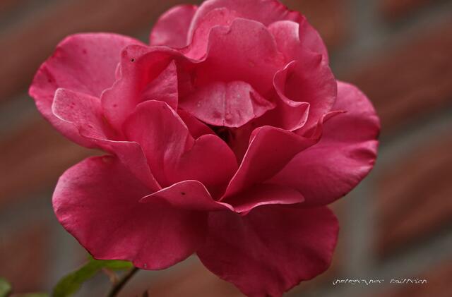 Kletterrose....