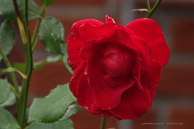 Ein Rosenstock....35 Jahre alt...